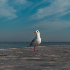 seagull at the pier with blue sky in the background, Common gull, sea mew