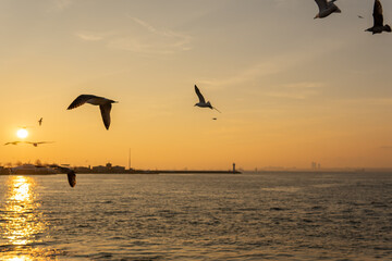 Fototapeta na wymiar seagulls at sunset. birds flying over the sea