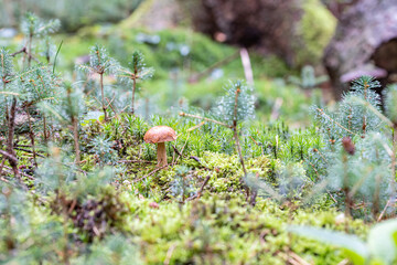 Birkenpilz im Wald im Herbst