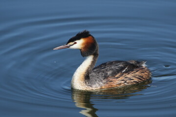 Grebe bird

Grebes are small to medium-sized water birds, characterised by their pointed bills (long and dagger-like in larger species), round bodies, tiny tails and legs set far back on the body. 