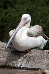 Pelican bird in the sun