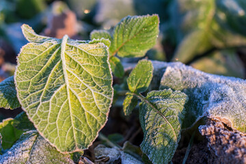 Obraz premium Close-up of fodder rapeseed frozen leaves in winter. Sainte Marie la Blanche, Burgundy, France.