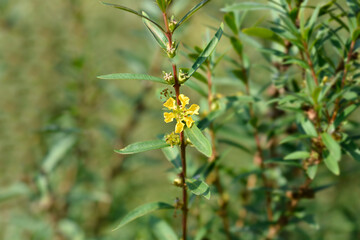 Fototapeta premium Shrubby yellowcrest flower