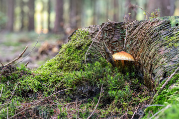 Baumstamm mit Pilz