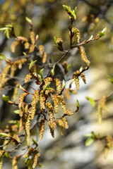 Hornbeam Fastiegata branches with flowers