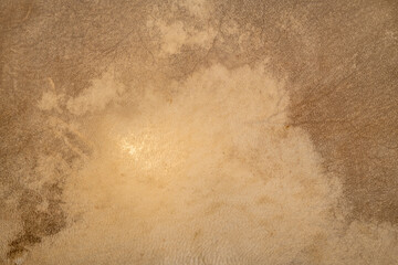texture of a goat skin on a  shaman frame drum with backlight