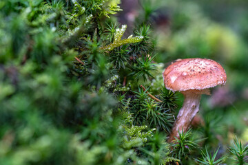 Makroaufnahme vom Pilz im Wald