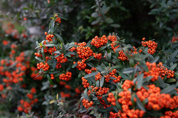 red autumn leaves