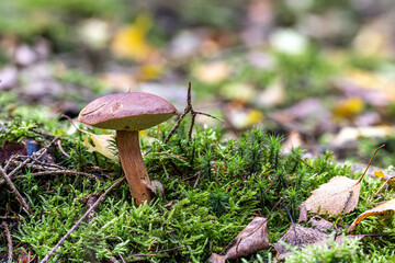 Birkenpilz im Wald im Herbst