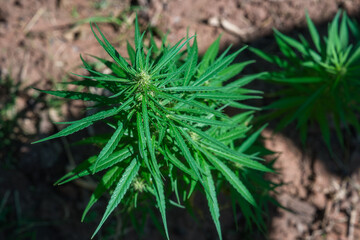 Naturally wild marijuana hemp plant.
