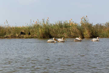 Pelicans in Djoudi national park