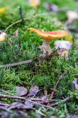 Fliegenpilz im Wald im Herbst