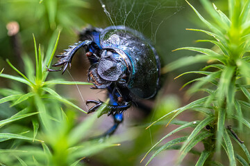 Mistkäfer im Wald