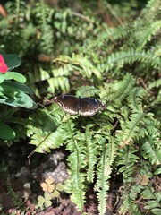 butterfly flying over plants