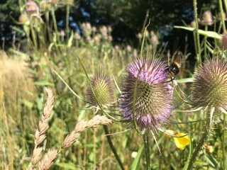 spiky violet flower 