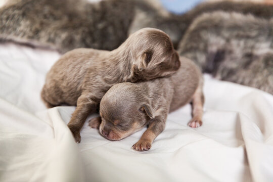 Newborn brown tiny chihuahua  puppy sleeping on blanket or hand
