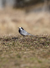 black backed shrike