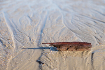 Wet piece of wood in the wet sand of a Uruguayan beach