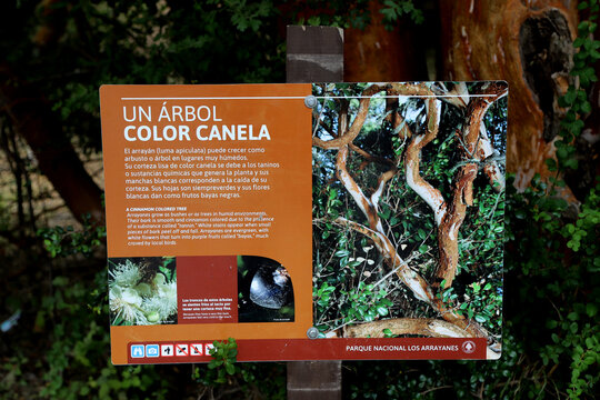 Sign in Los Arrayanes National Park with a description of the Arrayan tree (Luma Apiculata). Myrtle. Victoria Island, Arrayanes Forest. Argentine Patagonia. Neuquen. Argentina. Cinnamon bark tree.