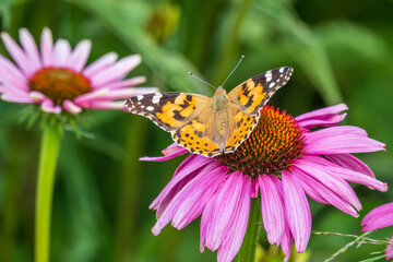 Beautiful butterfly painted lady or Vanessa cardui sitting on purple Echinacea flower in the summer. Close up. Macro.