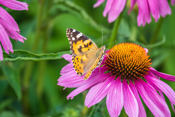 Beautiful butterfly painted lady or Vanessa cardui sitting on purple Echinacea flower in the summer. Close up. Macro.