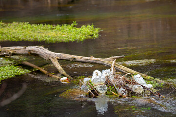 Floating debris in the water. Pollution of the ecology with plastic utensils. Garbage in reservoirs, a dump from the industry of disposable tableware and bottles.