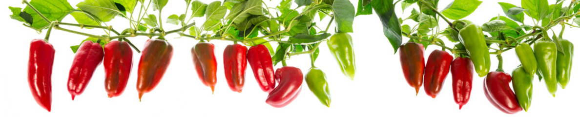 organic fresh bell peppers on a branch isolated on a white background