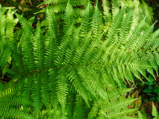 Fototapeta na wymiar green fern in the forest close-up