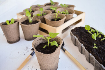 Seedlings of petunia plants in small pots on a table on a spacious balcony in spring. Gardening, flowers, hobby.