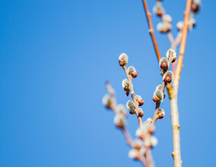 willow branches with buds in the spring forest against the blue sky