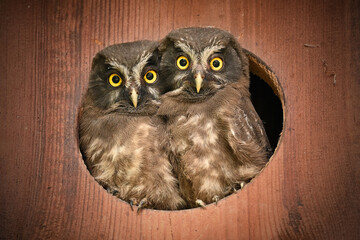 Two Boreal owl chicks owlets in the hole of the wooden owl nest box landscape