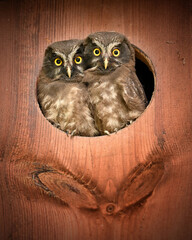 Two Boreal owl chicks owlets in the hole of the wooden owl nest box portrait