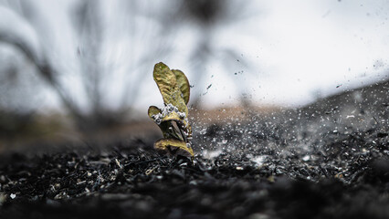 leaf on the ashes