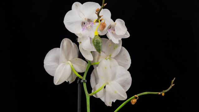 Morpho butterflies are born from pupa to imago, time lapse on black background 4K
