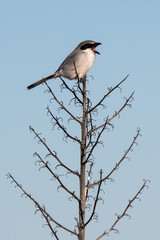 loggerhead shrike