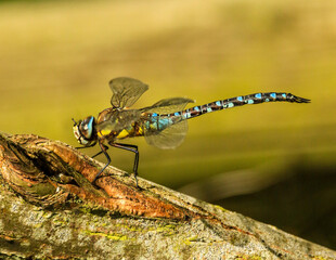 emperor dragonfly close up