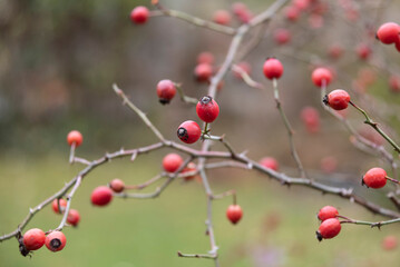rose-hip fruits of wild-rose and dog-rose in autumn (landscape format)