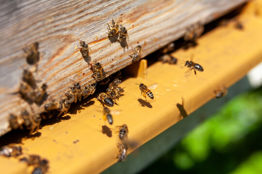 Apiculture - Abeille mellif&egrave;re sur le plateau d'envol d'une   ruche