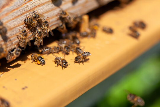 Apiculture - Abeille mellif&egrave;re sur le plateau d'envol d'une   ruche