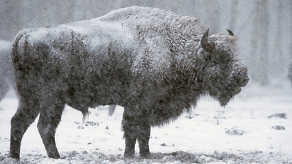European bison in blizzard, wild animals in heavy snowfall  © Wildlife World