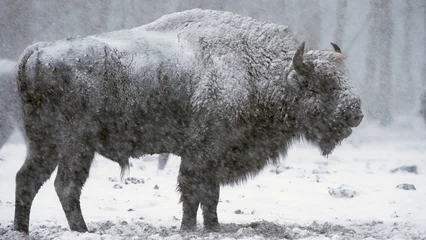 Poster Im Rahmen European bison in blizzard, wild animals in heavy snowfall  © YaD