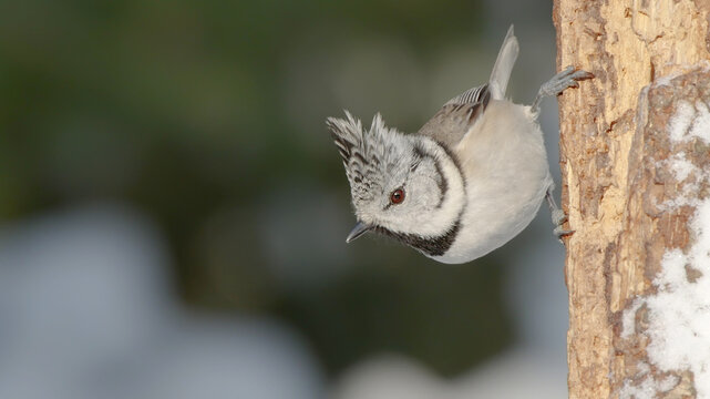Lophophanes Bilder Durchsuchen 1,467 Archivfotos, und