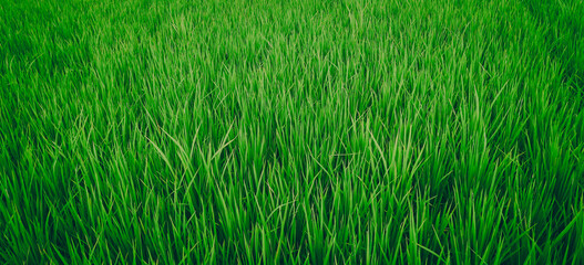 Green fresh rice fields on a fine day