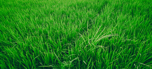 Green fresh rice fields on a fine day