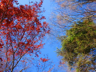 行楽シーズンの紅葉狩り