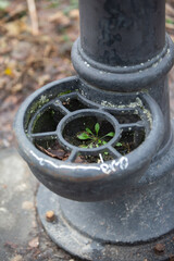 Roślina w poidle z wodą. Rosnąca roślina w hydrancie. Niezadbany hydrant z wodą.