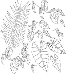 Set exotic leaves, botanical illustration