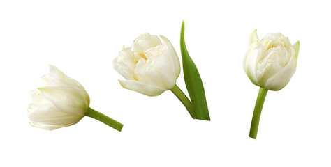 Set of white peony tulip flowers isolated on white or transparent background