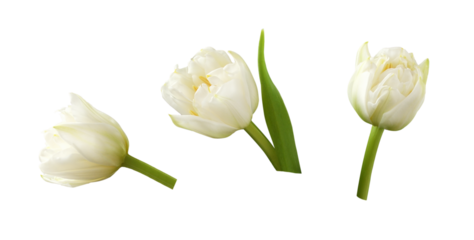 Set of white peony tulip flowers isolated on white or transparent background