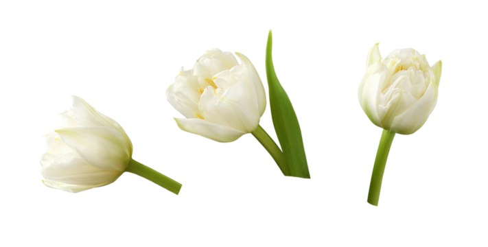Set of white peony tulip flowers isolated on white or transparent background